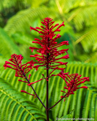 Firespike