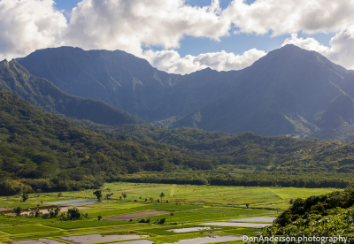 Taro Fields of Hanalei
