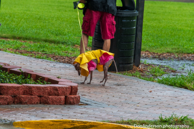 Puddle Patrol