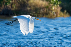 Great White Egret