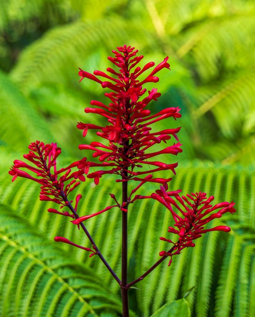 Vivid Vibrancy: The Striking Firespike Flower and its Ecological Impact.