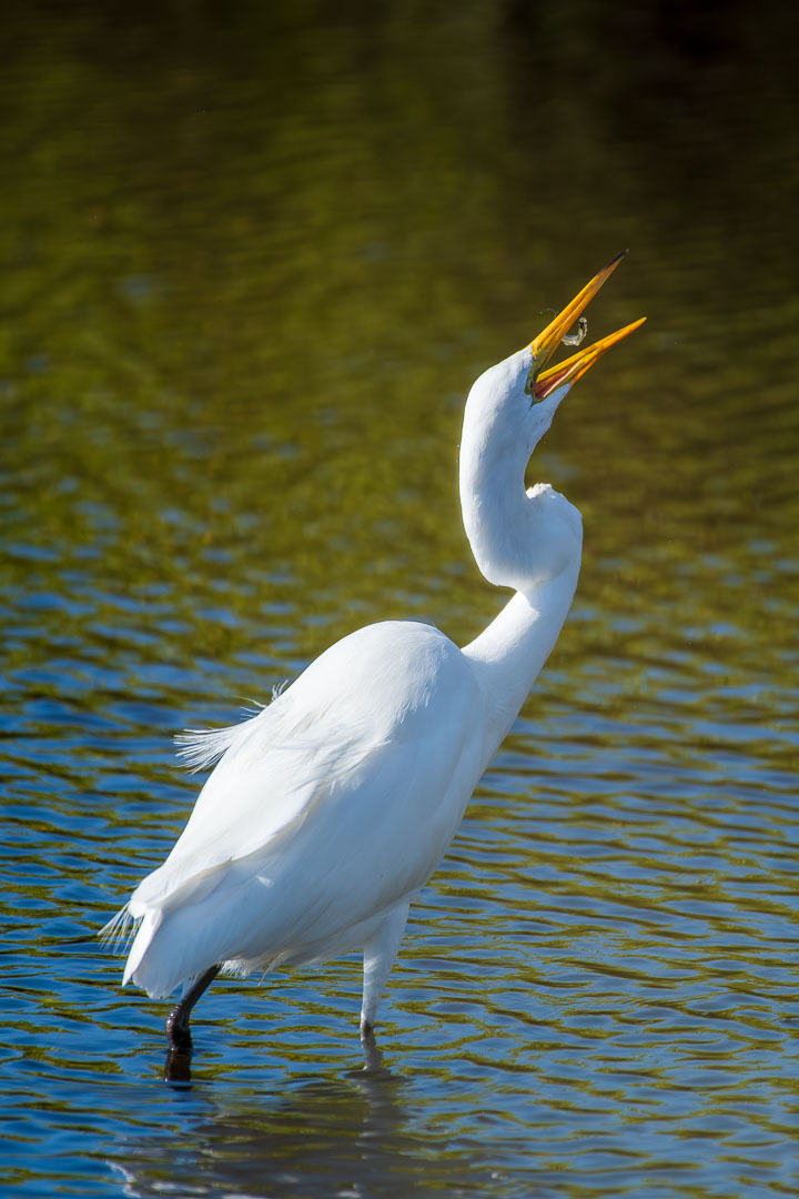 Great White Egret Feeding