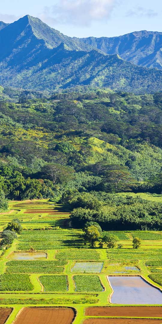 The Humble Hero of Hawaiian Cuisine: Taro